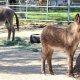 Two mules grazing